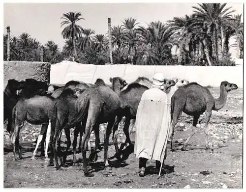 Fotografie Tunesischer Kameltreiber mit seiner Herde vor einem Palmanhain