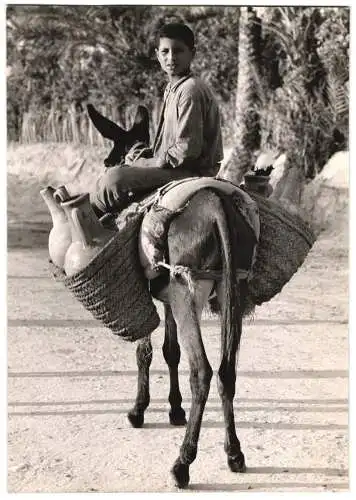 Fotografie Tunesischer Wasserhändler transportiert mit Esel Gefässe voller Wasser