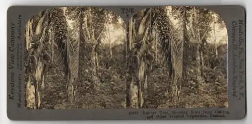 Stereo-Fotografie Keystone View Company, Meadville, Ansicht Panama, Rubber Tree Showing Scars from Cutting