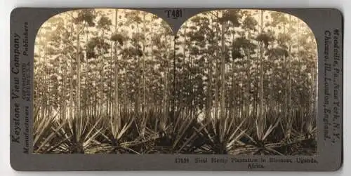 Stereo-Fotografie Keystone View Company, Meadville, Ansicht Uganda, Sisal Hemp Plantation in Blossom