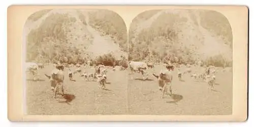 Stereo-Fotografie Ed. Dormond, Vevey, Almweide mit Esel, Kühen und Ziegen