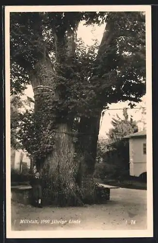 AK Millstatt, 1000 jähriger Lindenbaum