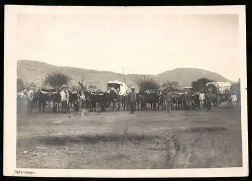 Fotografie unbekannter Fotograf, Ansicht Deutsch-Südwestafrika / Namibia, Soldaten der Schutztruppe & Ochsenwagen