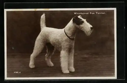 AK Wire-hared Fox Terrier