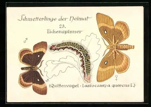 AK Schmetterling der Art Eichenspinner mit Raupenform