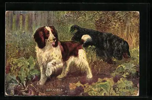 AK Spaniels im Wald