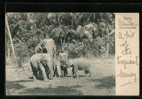 AK Ceylon, Elephants, Elefant mit Jungtieren