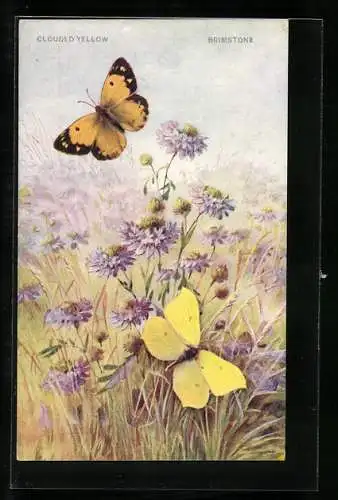 AK Schmetterlinge über einer Blumenwiese, Clouded Yellow & Brimstone
