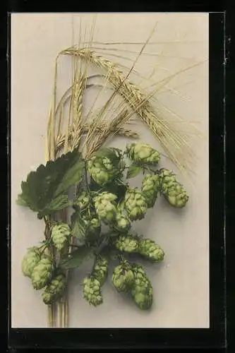 AK Ansicht Bier Hopfen