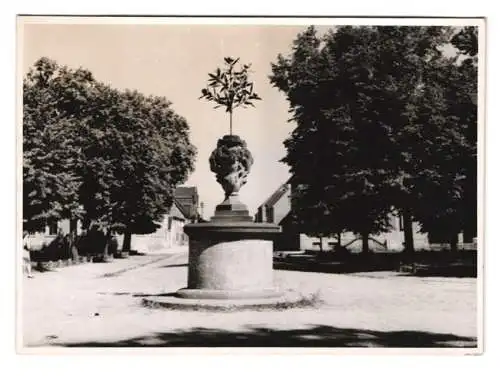 10 Fotografien Dr. Kurt Hoyer, Ansicht Oranienbaum, Marktplatz, japanisches Teehaus, Schloss Oranienbaum, Schlosspark