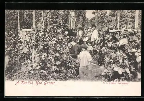 AK Kent, A Kentish Hop Garden