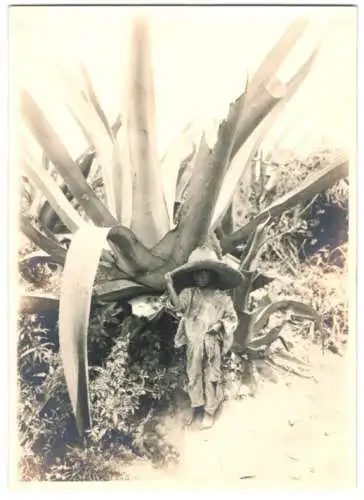 Fotografie Hugo Brehme, Apartadó, Ansicht Azcapotzalco, junger Knabe in Lumpen neben einer Aloe Vera Pflanze Strassenkind