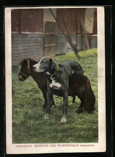 AK Zwerg-Pony und Dogge stehen über Kreuz, Bostock and Wombwells Menagerie, Dressur