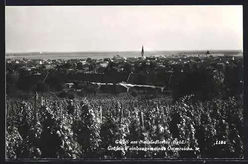 AK Gols am Neusiedlersee /Bgld., Blick auf die grösste Weinbaugemeinde Österreichs