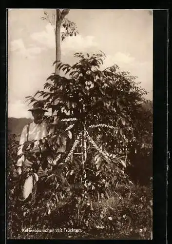 AK Landarbeiter am Kaffeebäumchen mit Früchten