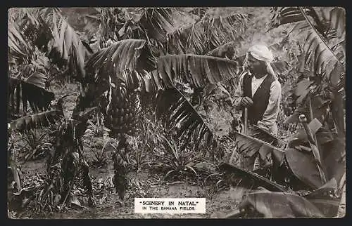 AK Natal, Banana Fields