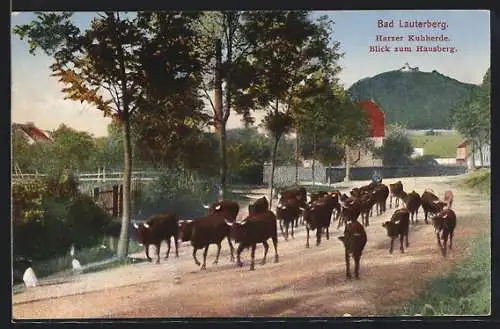 AK Bad Lauterberg, Harzer Kuhherde mit Blick zum Hausberg