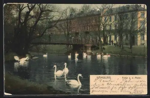 AK Hamburg-Winterhude, Partie a. d. Alster mit Schwänen