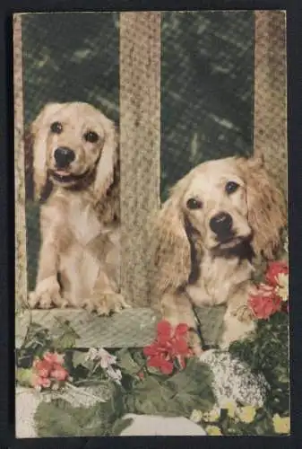 Geräusch-AK Hunde am Fenster, Quietschgeräusch beim Drücken