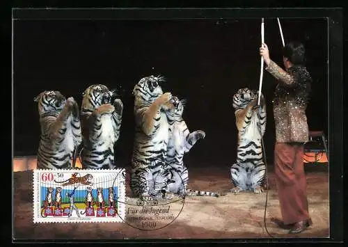 Maximum-AK Welt des Zirkus: Dompteur mit Tigergruppe