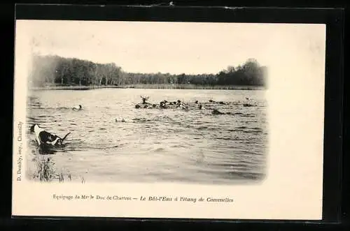 AK Jagdhunde schwimmen im Wasser