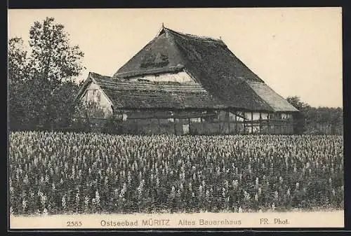 AK Müritz, Altes Bauernhaus im blühenden Lupinenfeld