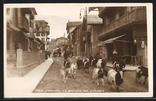 AK Zermatt, La rentrée des chèvres, Ziegenherde