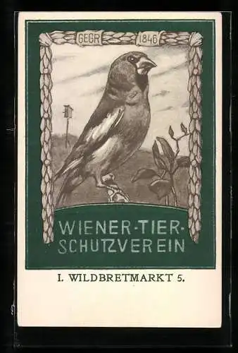 AK Wien, Tierschutzverein, Wildbretmarkt 5, Fink