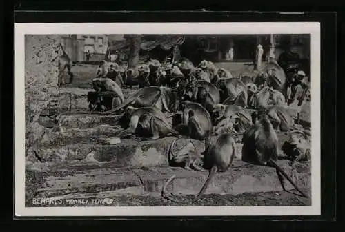 AK Benares, Monkey Temple