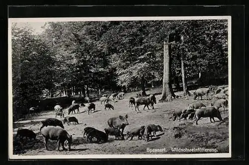 AK Spessart, Wildschweinfütterung