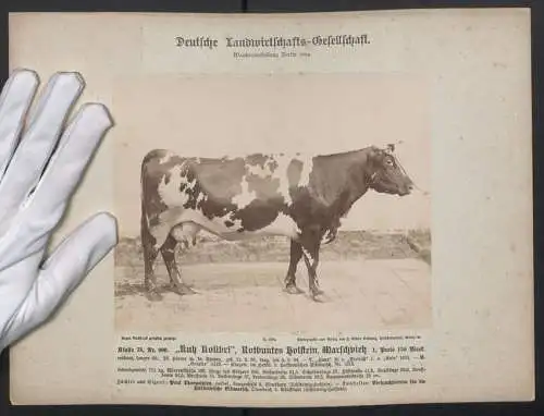 Fotografie F. Albert Schwartz, Berlin, Wanderausstellung Berlin 1894, Kuh: Kolibri, Rotbuntes holstein, Marschvieh