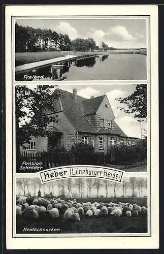 AK Heber /Lüneburger Heide, Pension Schröder, Freibad, Heidschnucken