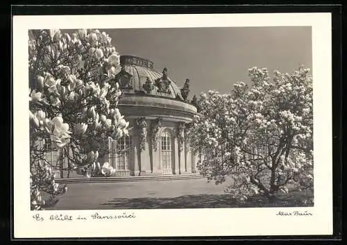 Foto-AK Max Baur: Es blüht in Sanssouci, Schloss mit Magnolienbäumen