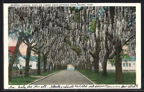 AK Biloxi, MO, Benachi Avenue, with its famed moss-covered oaks