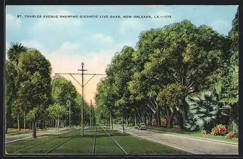 AK New Orleans, LA, St. Charles Avenue Showing Gigantic Live Oaks