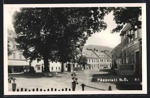 AK Pöggstall /N. Ö., Gasthof zum goldenen Becher, grosser Baum