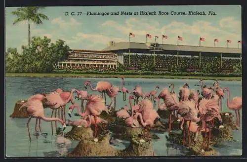 AK Miami, Fla, Flamingos and Nests at Hialeah Park