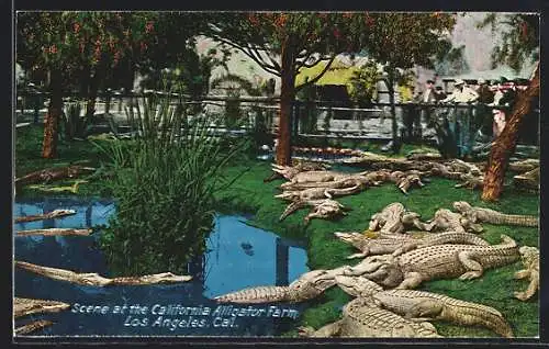 AK Los Angeles, CA, Scene at California Alligator Farm