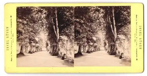 Stereo-Fotografie Sophus Williams, Berlin, Ansicht Sassnitz / Rügen, Blick in eine Allee