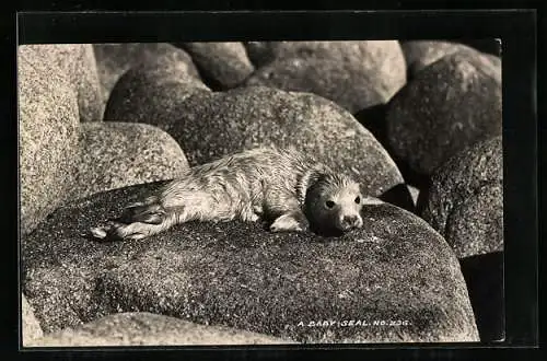 AK A Baby Seal, Heuler auf den Felsen