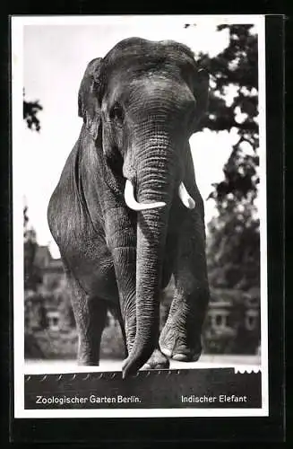AK Berlin, Zoologischer Garten, Indischer Elefant