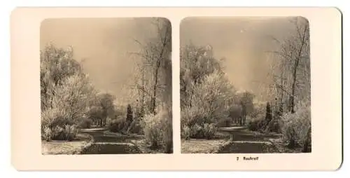 Stereo-Fotografie NPG, Berlin, Rauhreif in einem Wald