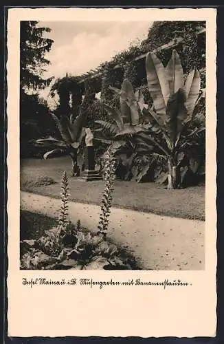 AK Insel Mainau i. B., Musengarten mit Bananenstauden