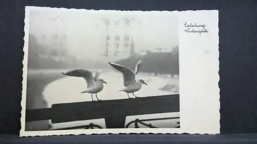 Salzburg Wintergäste Vögel Brücke Fluss Möwen JW 165615