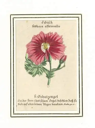 Eibisch.Atthaea afficianalis. H. Schutzengel. Er der Herr hat seinen ENgel befoh