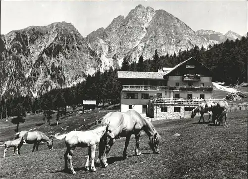 Hafling Albergo Rosa Alpina Gasthof Alpenrose Falzeben Pferde Haflinger / Bozen Suedtirol /