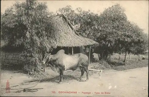 Cochinchine Vietnam Paysage Type Tebu / Vietnam /