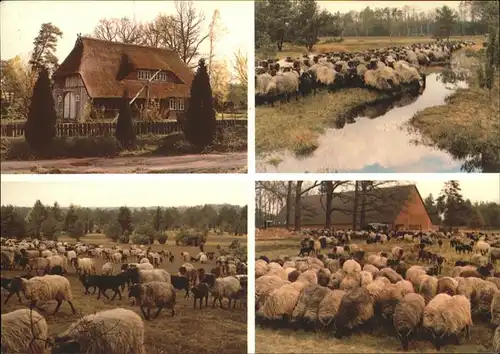 Oldendorf Nordheide Bauern Museum Heidschnuckenherde Suedheide Misselhorn Kat. Appel