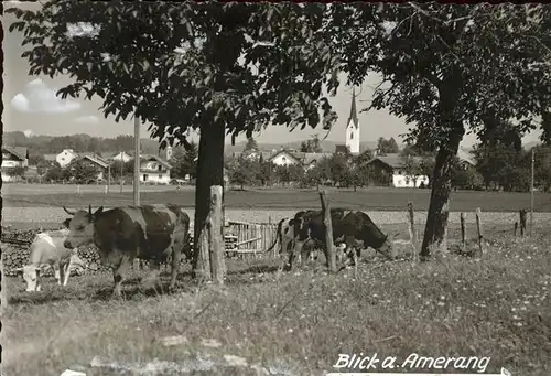 Amerang Partie am Ortsrand Viehweide Kuh Kat. Amerang