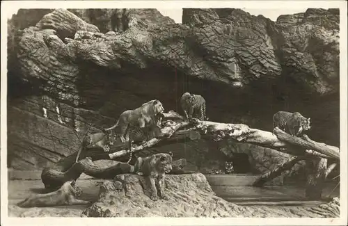 Hagenbeck Carl Tierpark Loewenschlucht Altona Stellingen Kat. Tiere